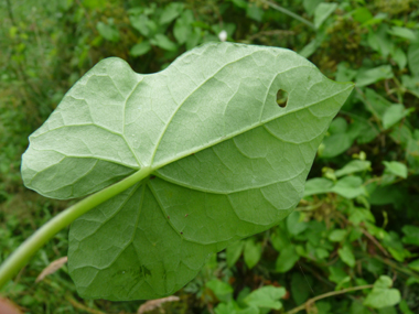 Verso des feuilles. Agrandir dans une nouvelle fenêtre ou onglet)